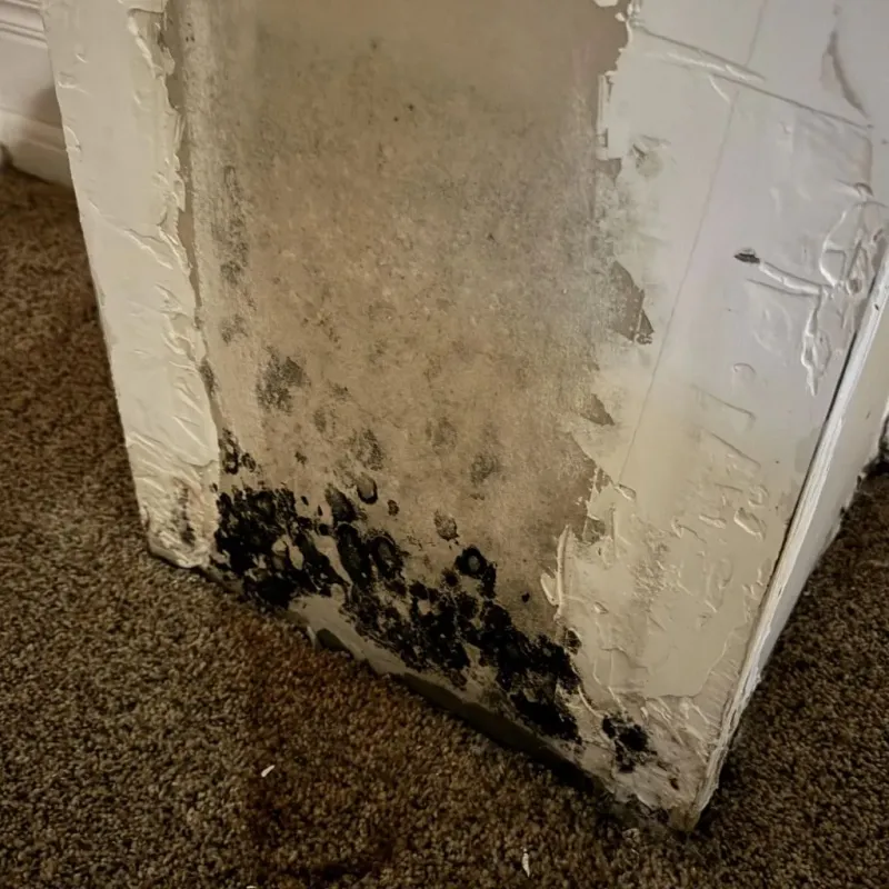 Professional Mold Removal in Comanche County, TX